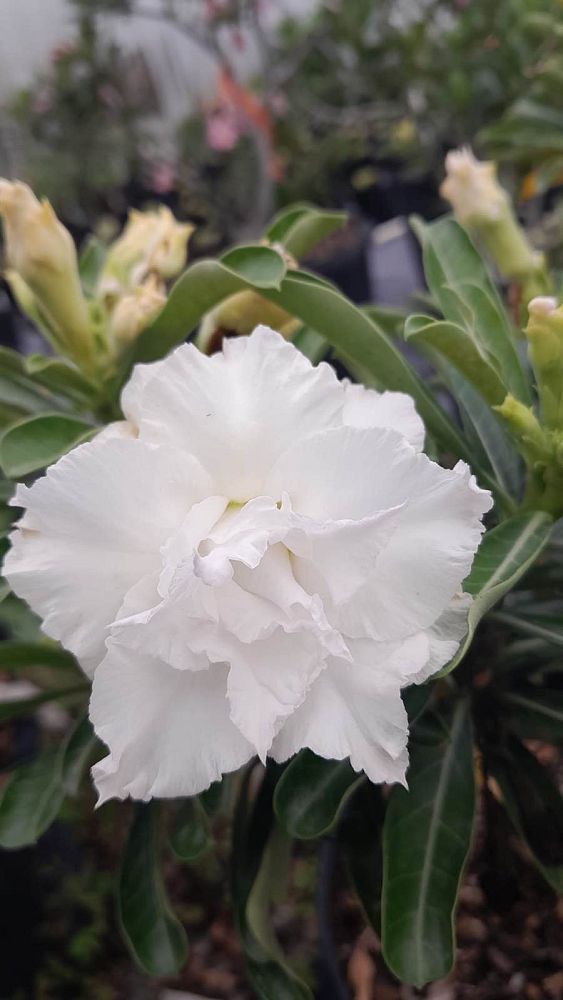 adenium-obesum-hybrids-desert-rose