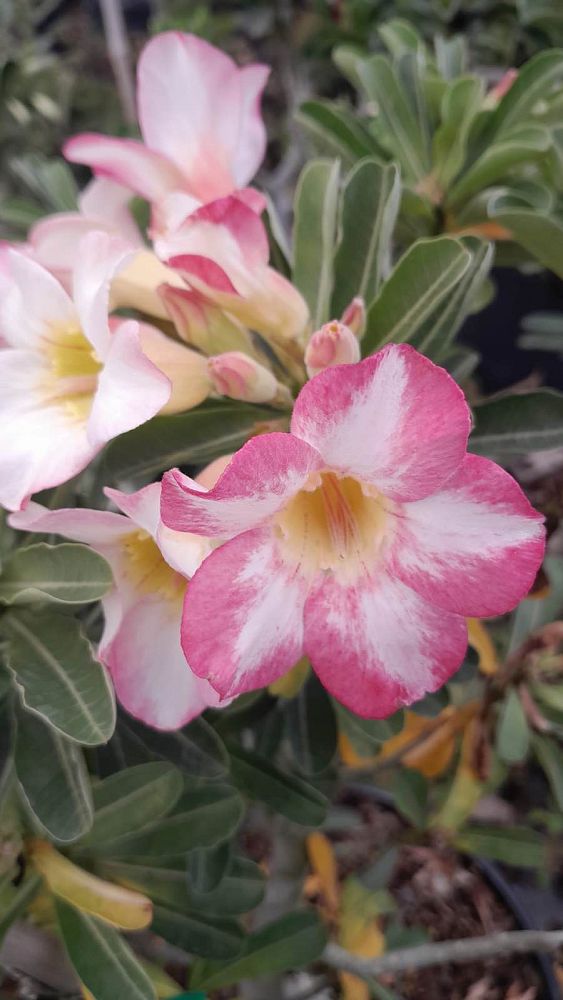 adenium-obesum-hybrids-desert-rose