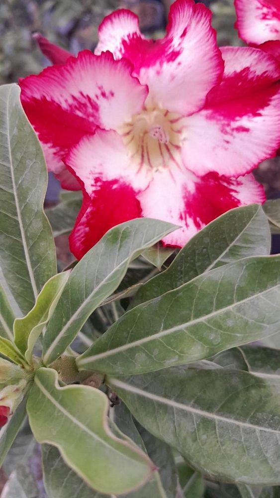 adenium-obesum-hybrids-desert-rose