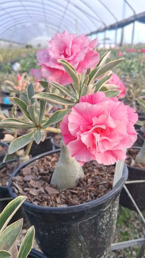 adenium-obesum-hybrids-desert-rose