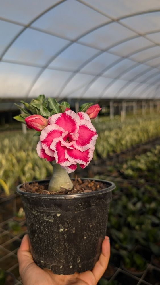 adenium-obesum-hybrids-desert-rose