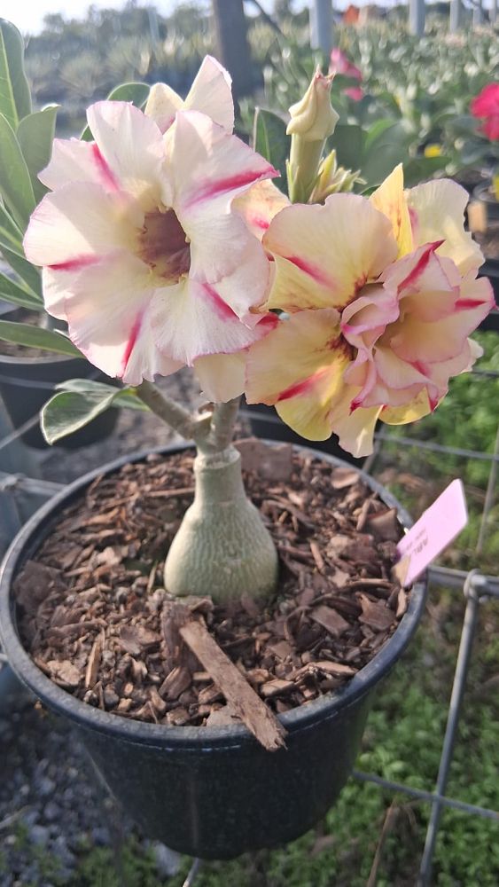 adenium-obesum-hybrids-desert-rose