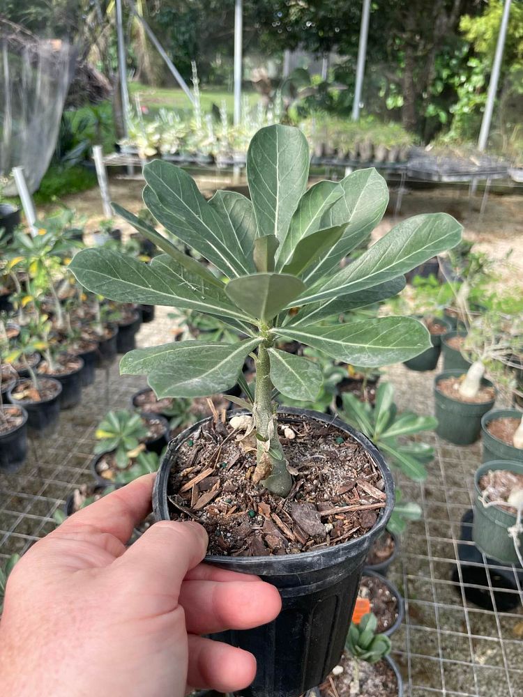 adenium-obesum-picotee-queen-desert-rose