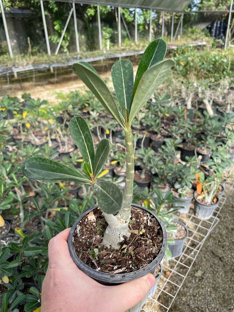 adenium-obesum-pink-desert-rose