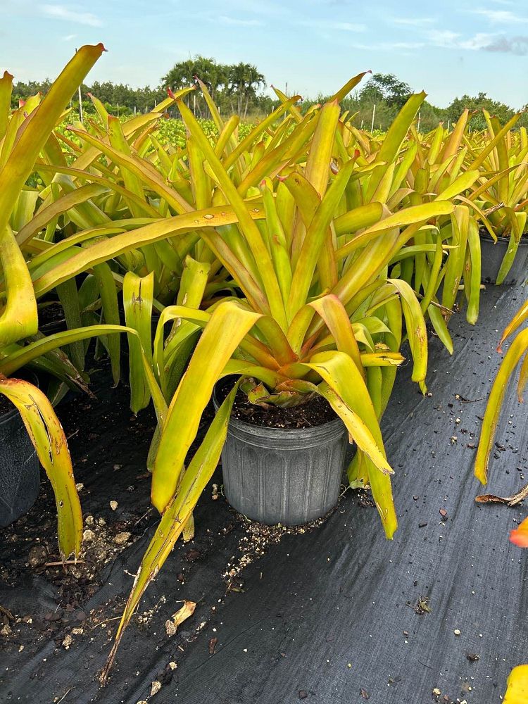 aechmea-blanchetiana-bromeliad