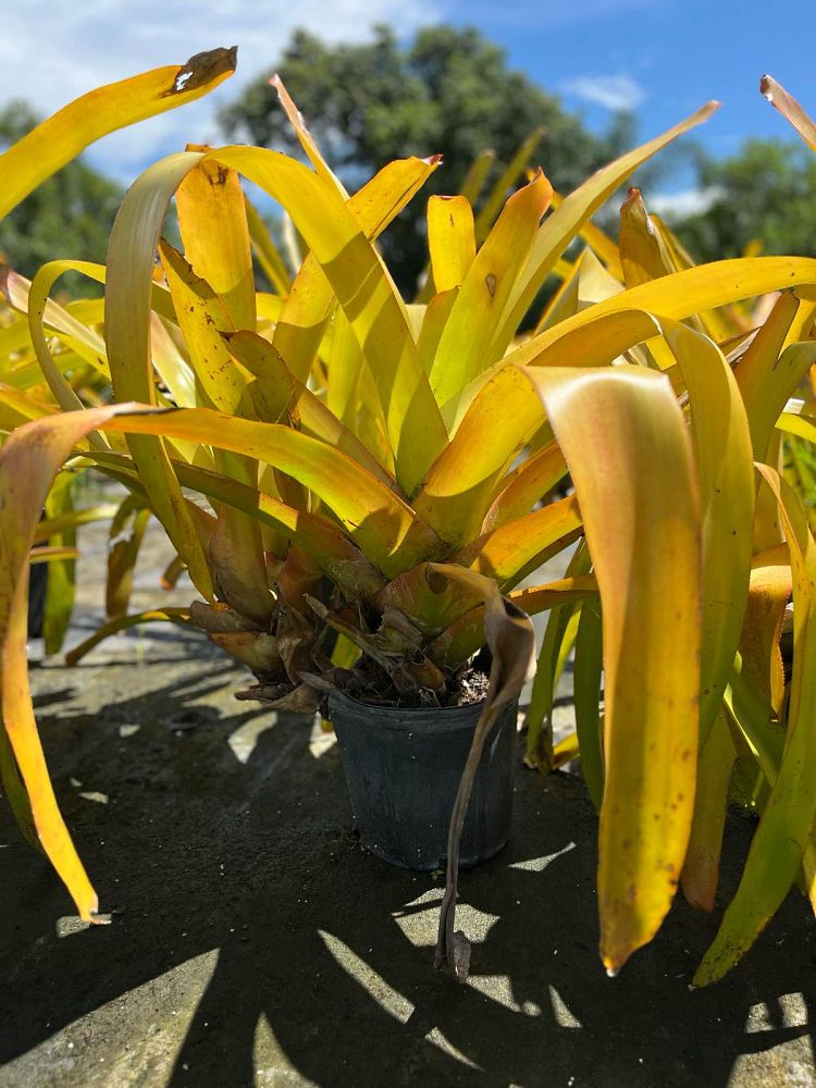 aechmea-blanchetiana-bromeliad