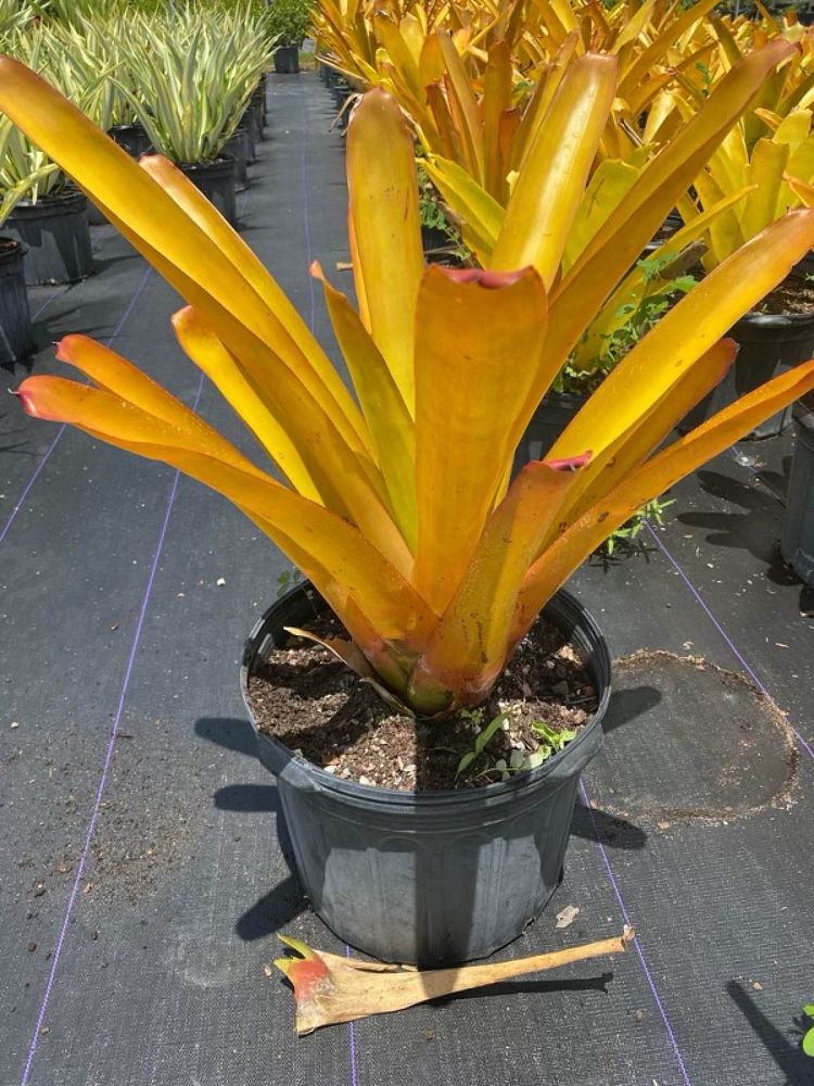 aechmea-blanchetiana-bromeliad