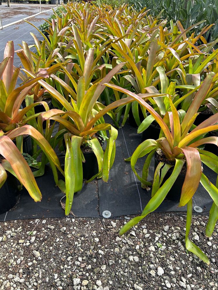 aechmea-blanchetiana-bromeliad