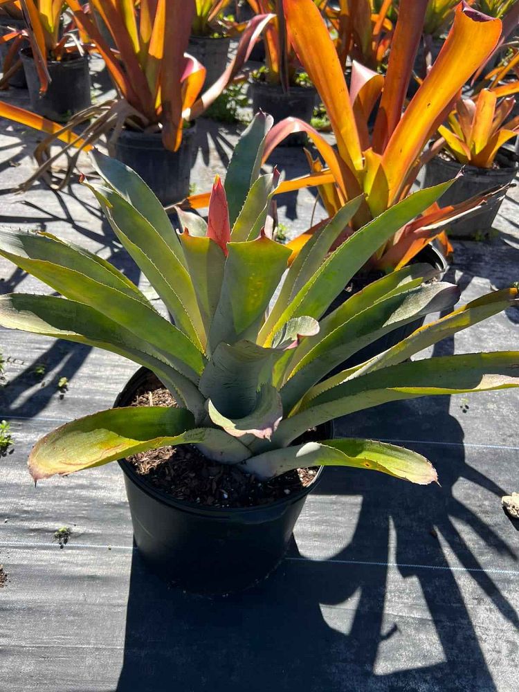 aechmea-blanchetiana-bromeliad