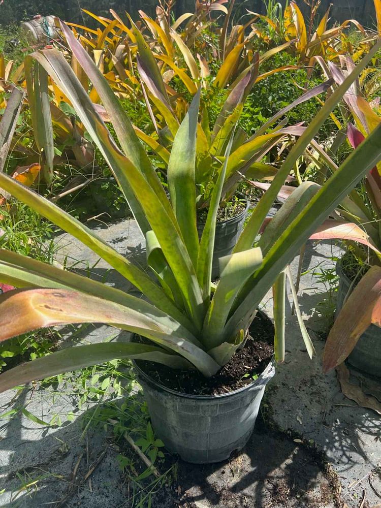 aechmea-blanchetiana-orange-bromeliad