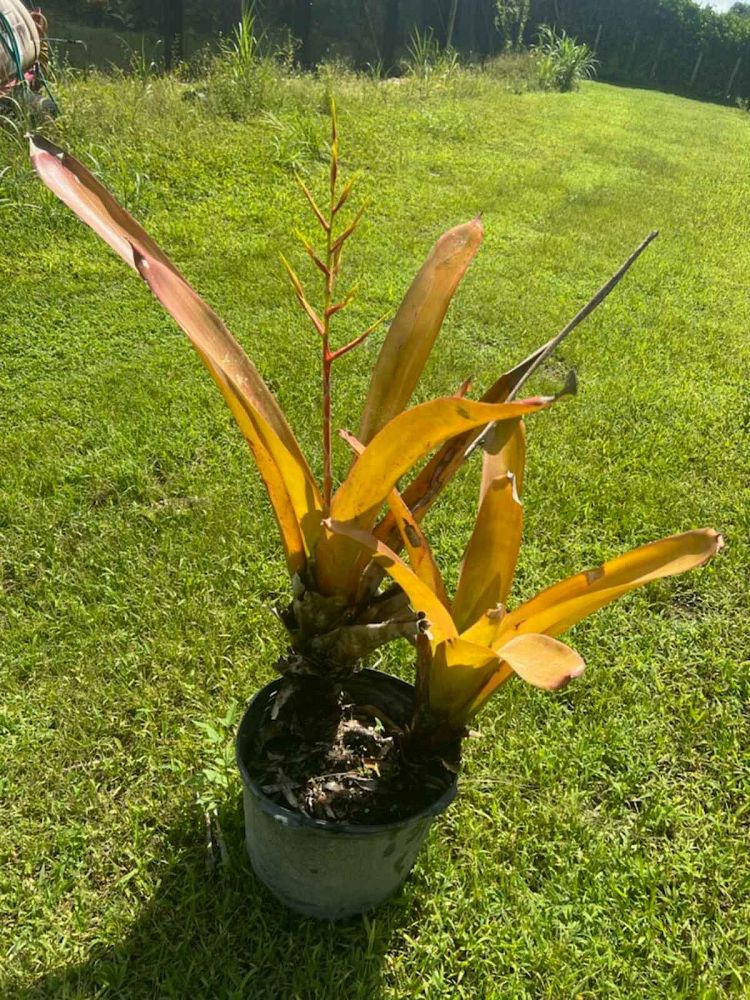 aechmea-blanchetiana-orange-bromeliad