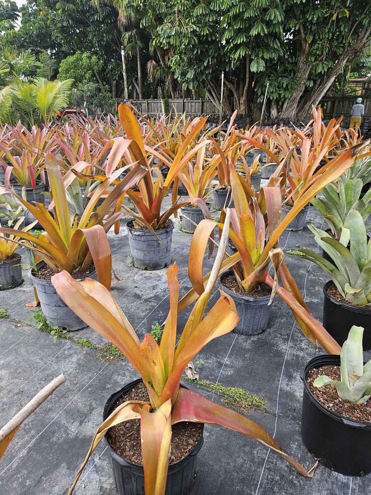 aechmea-blanchetiana-orange-bromeliad