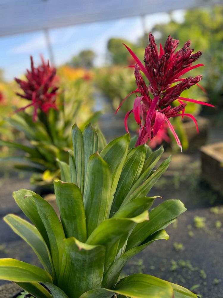 aechmea-felice-bromeliad