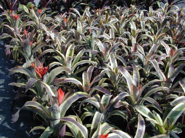 aechmea-galaxy-albomarginata-bromeliad