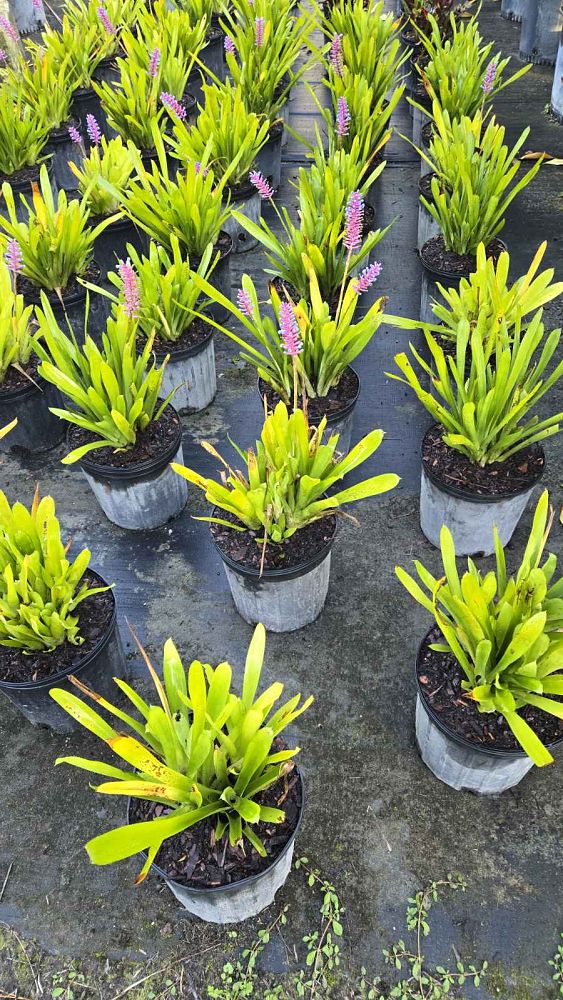 aechmea-gamosepala-bromeliad-matchstick-plant