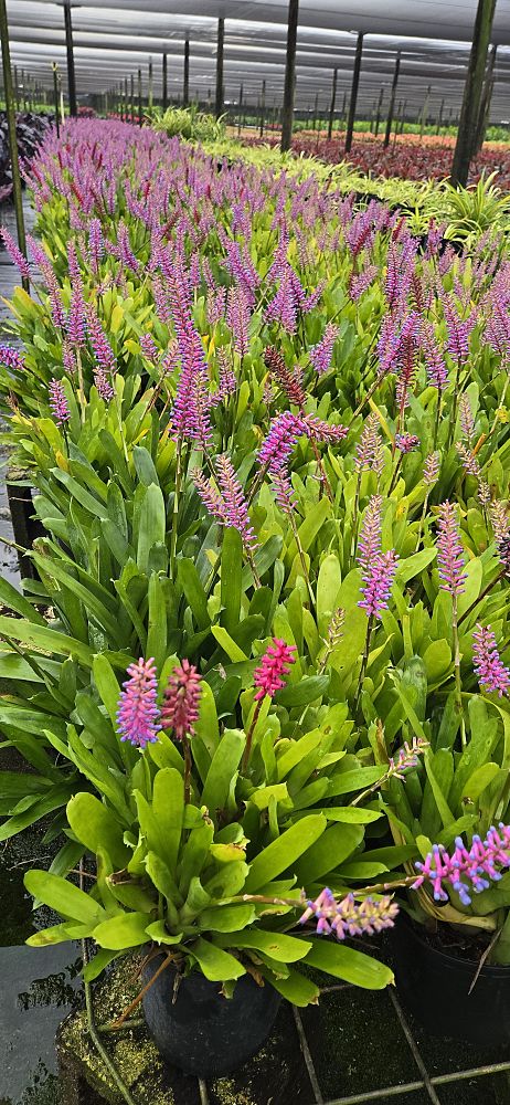 aechmea-gamosepala-bromeliad-matchstick-plant