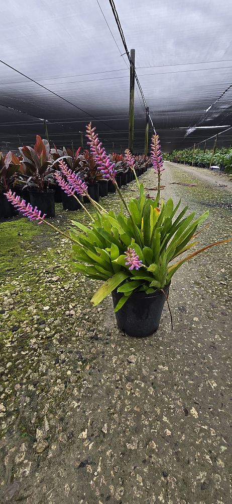 aechmea-gamosepala-bromeliad-matchstick-plant