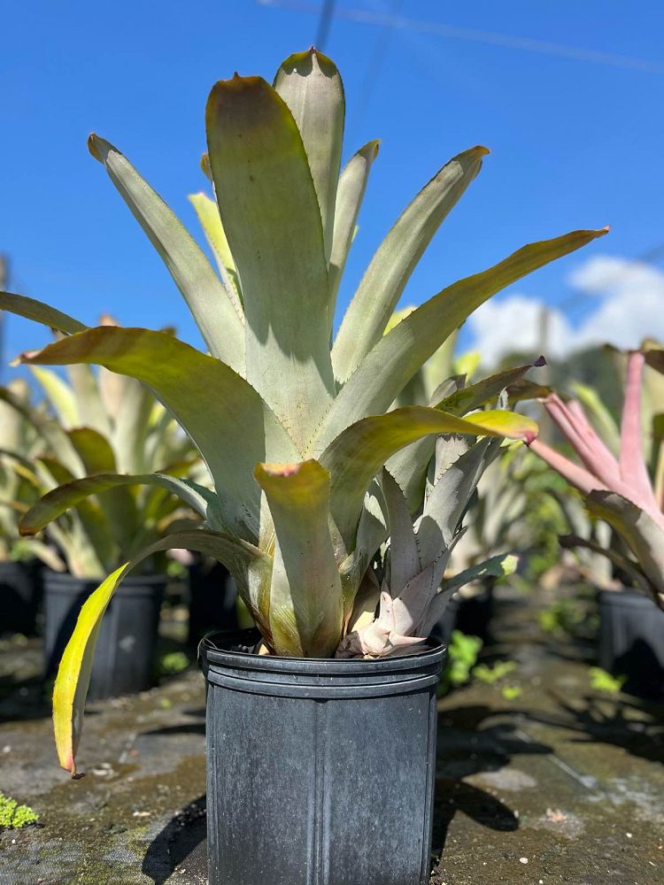 aechmea-little-harv-bromeliad