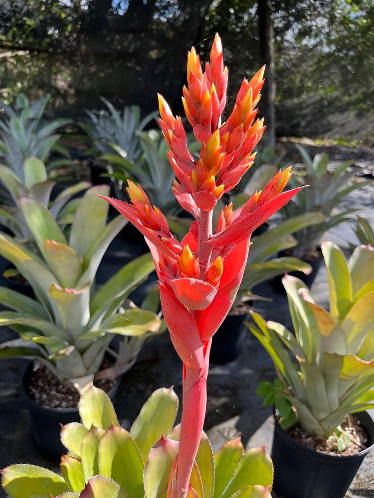 aechmea-little-harv-bromeliad