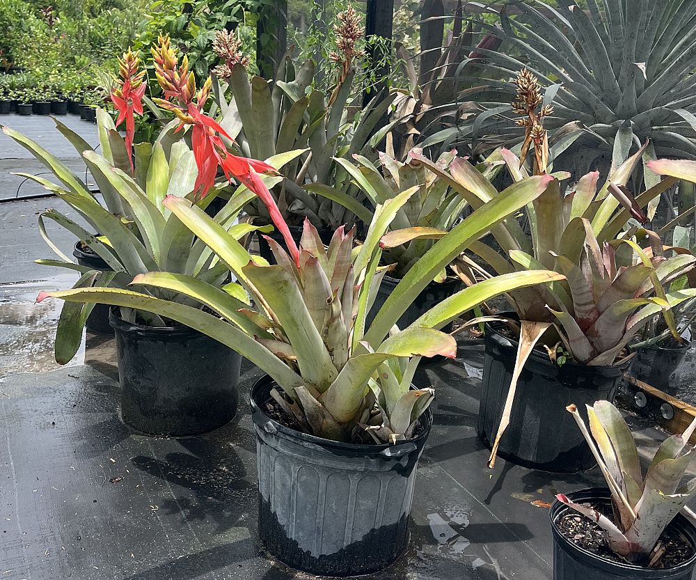 aechmea-little-harv-bromeliad