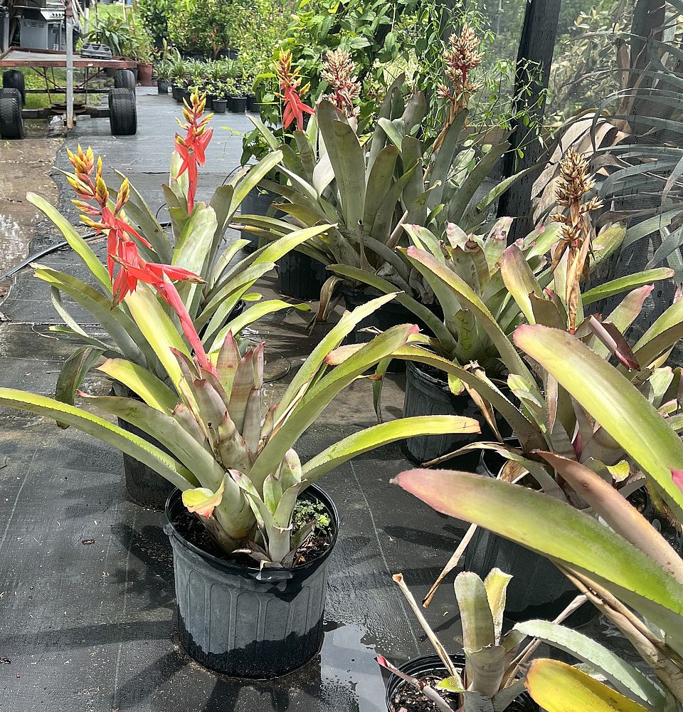 aechmea-little-harv-bromeliad