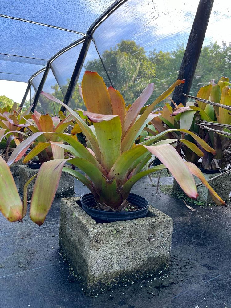 aechmea-patricia-bromeliad