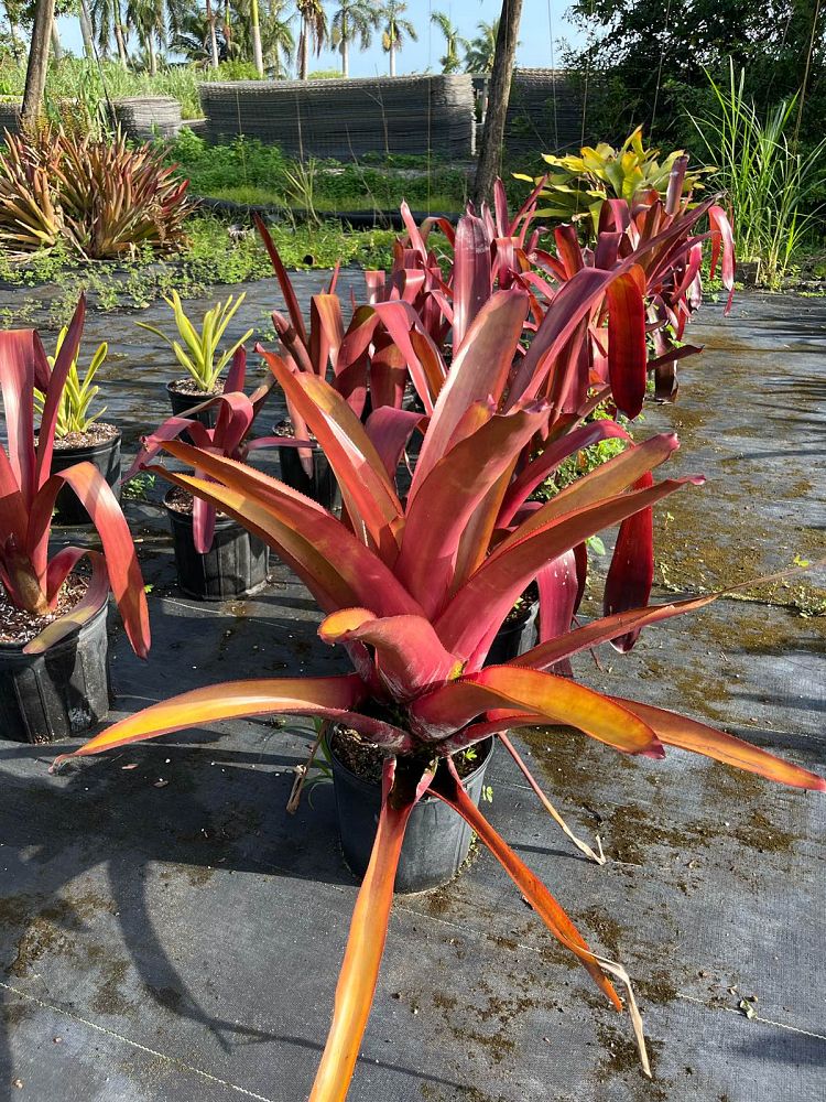 aechmea-really-really-red-bromeliad