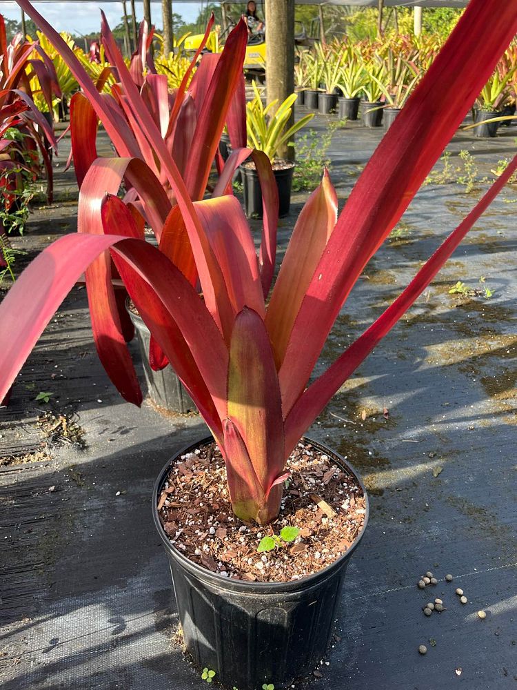 aechmea-really-really-red-bromeliad