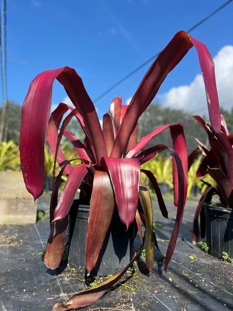 aechmea-really-really-red-bromeliad