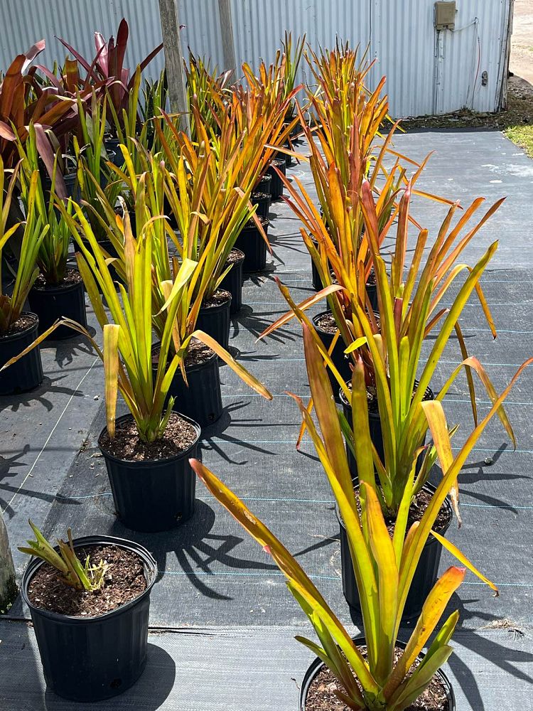 aechmea-red-candles-bromeliad