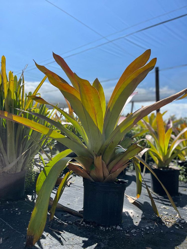 aechmea-skinneri-bromeliad