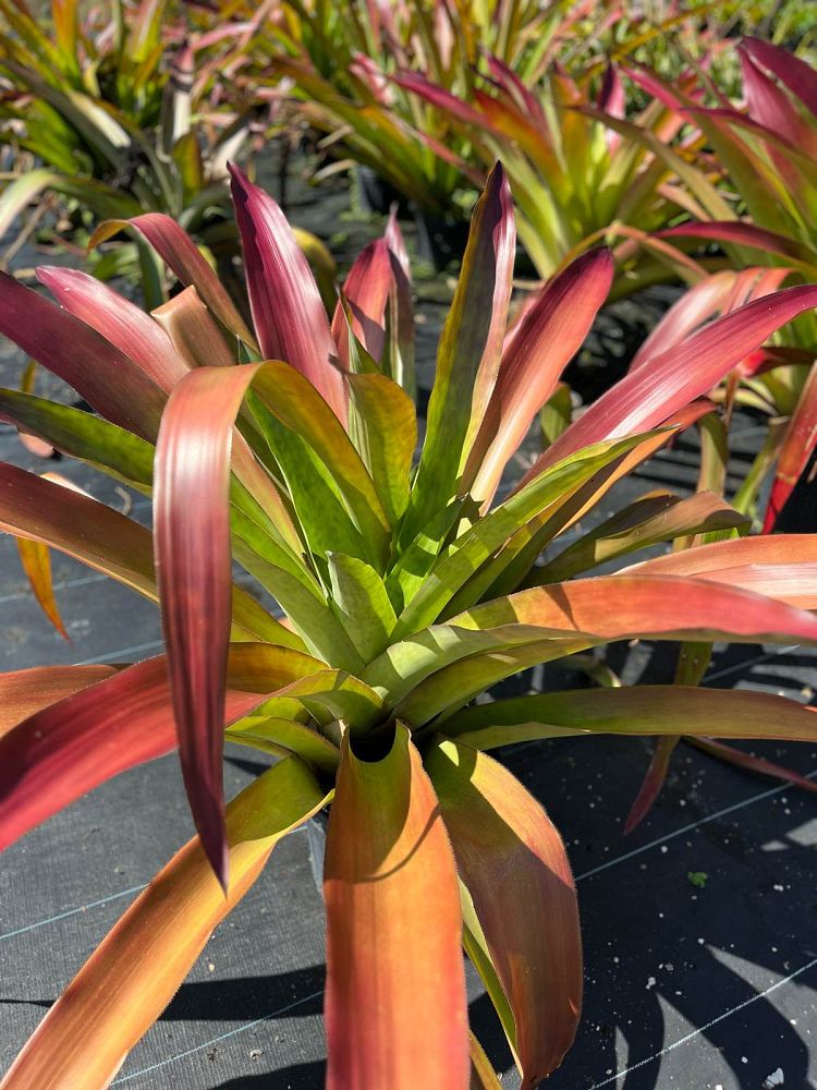 aechmea-skinneri-bromeliad