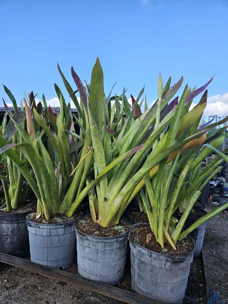 aechmea-skinneri-bromeliad