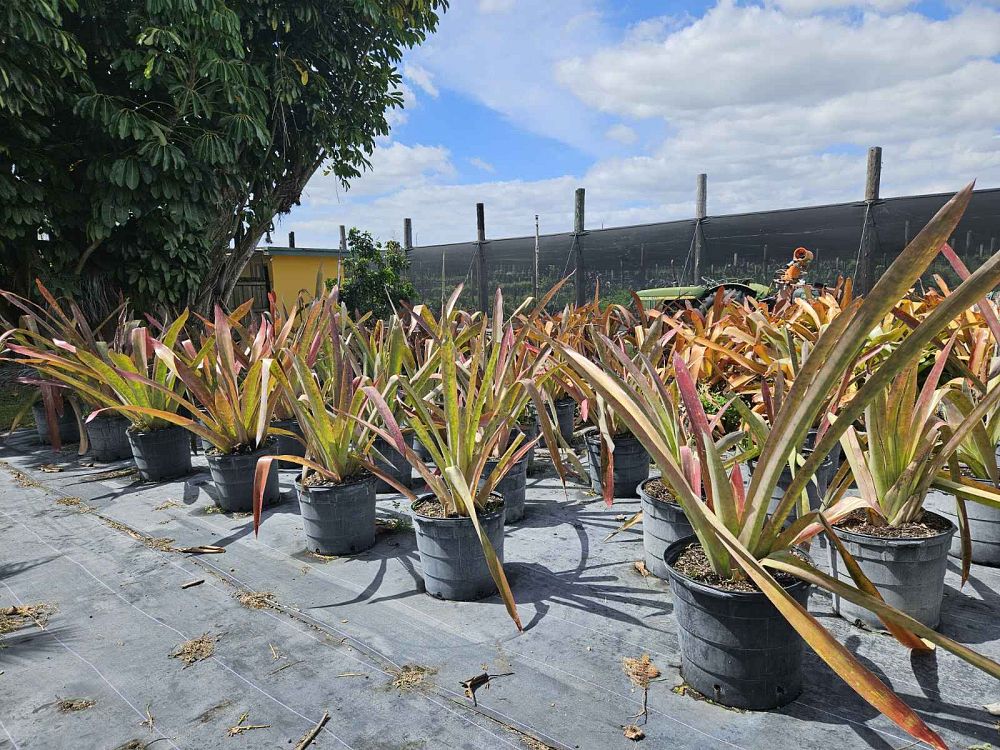 aechmea-skinneri-bromeliad