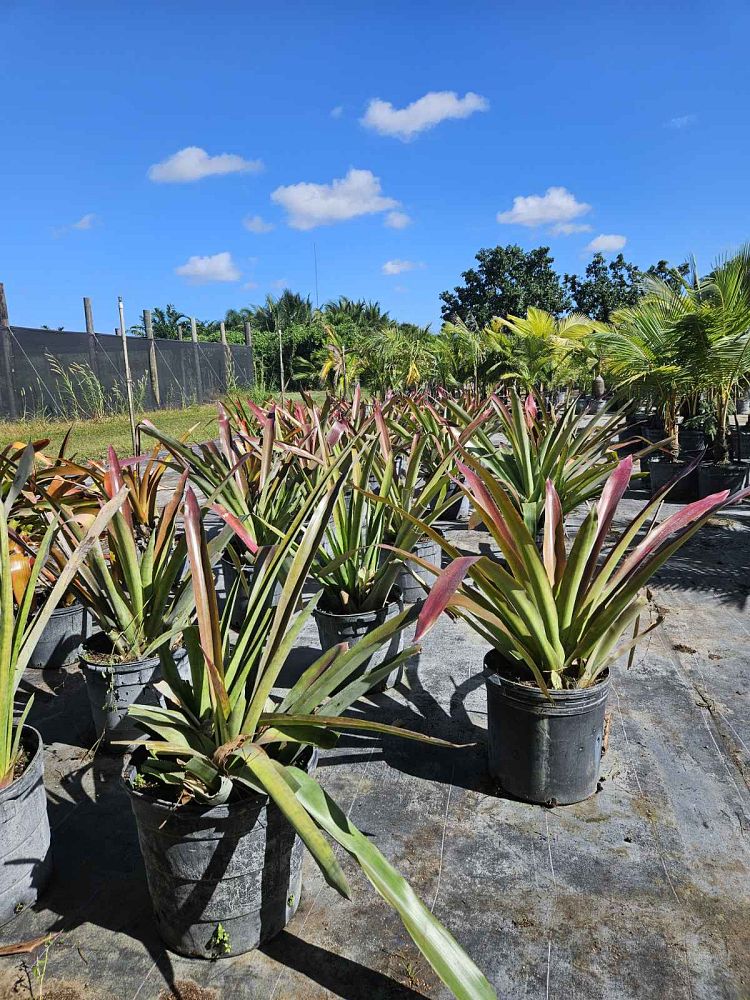 aechmea-skinneri-bromeliad