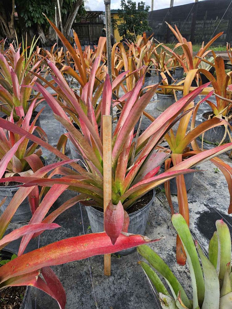 aechmea-skinneri-bromeliad