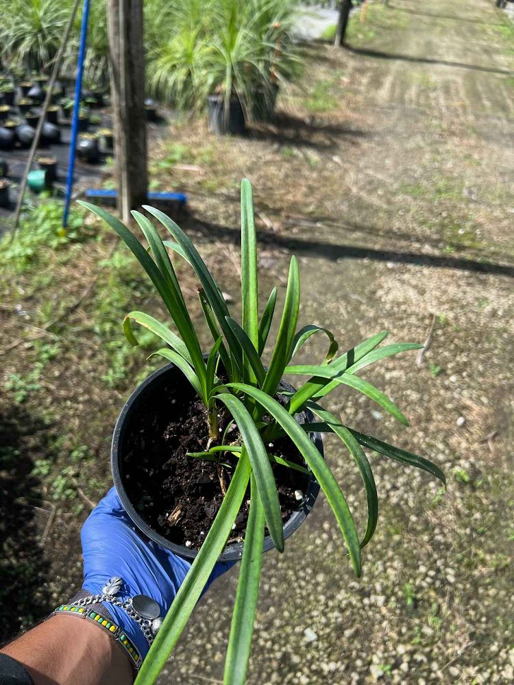 agapannthus-praecox-jonie-straight-a-trade-jonie-blue-agapanthus