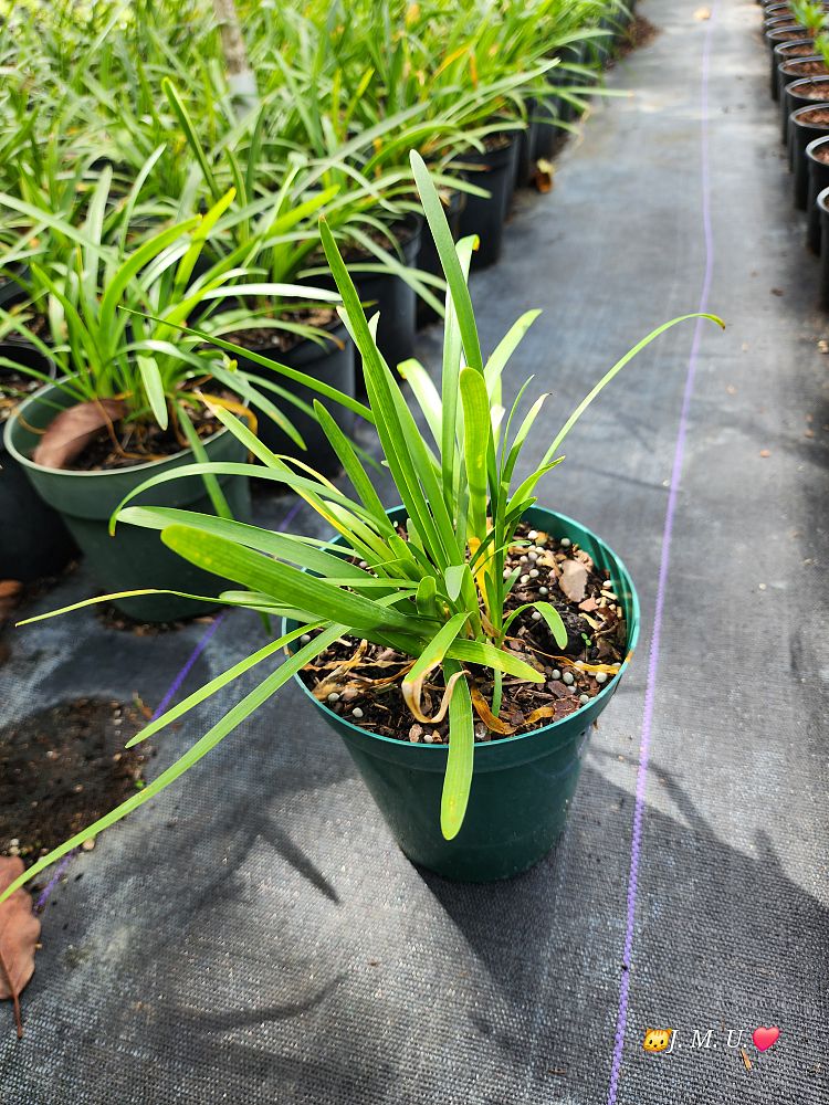 agapanthus-african-lily-lily-of-the-nile