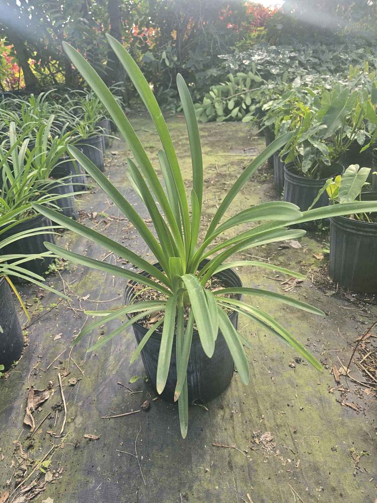 agapanthus-africanus-lily-of-the-nile