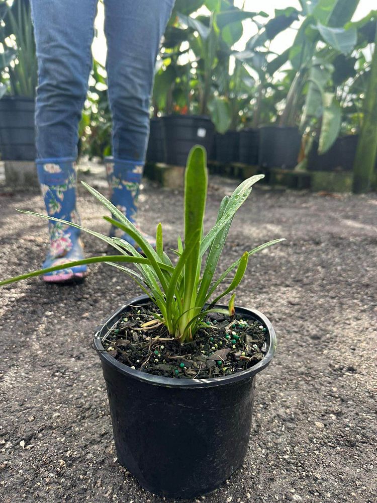 agapanthus-africanus-lily-of-the-nile