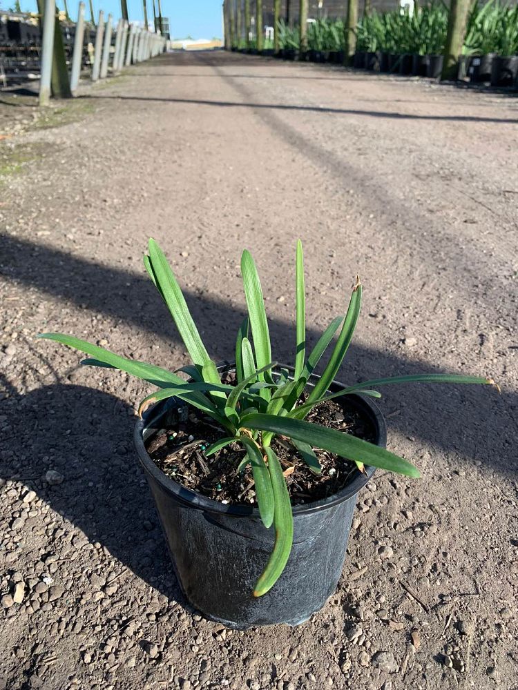 agapanthus-africanus-lily-of-the-nile