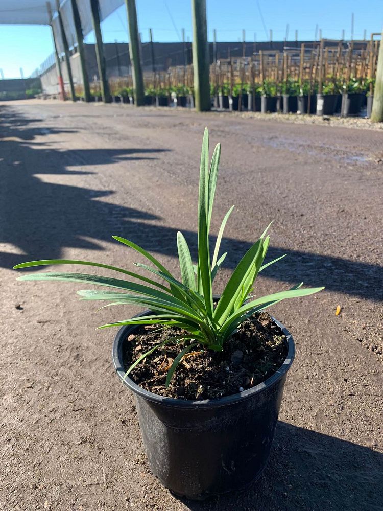 agapanthus-africanus-lily-of-the-nile