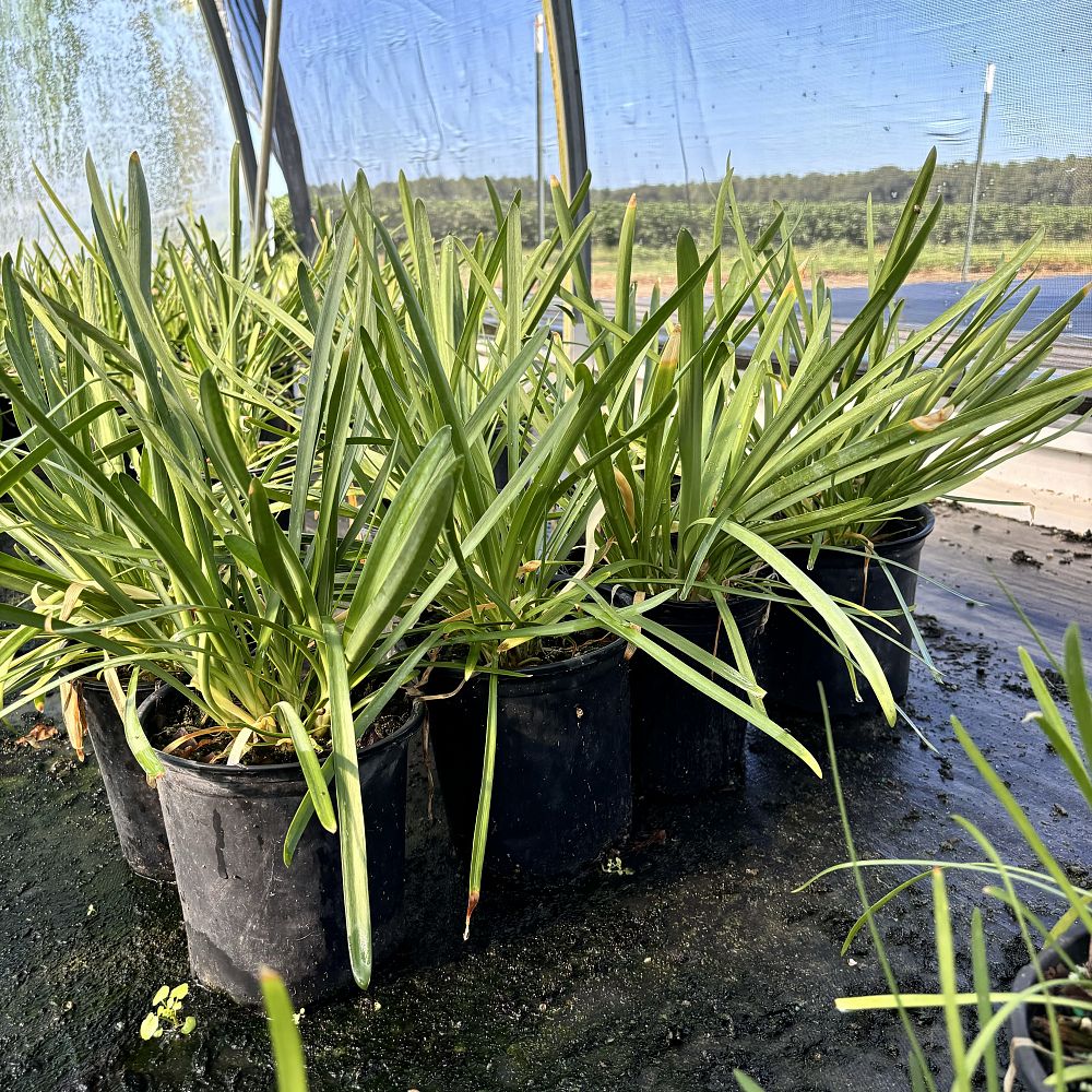 agapanthus-big-blue-lily-of-the-nile