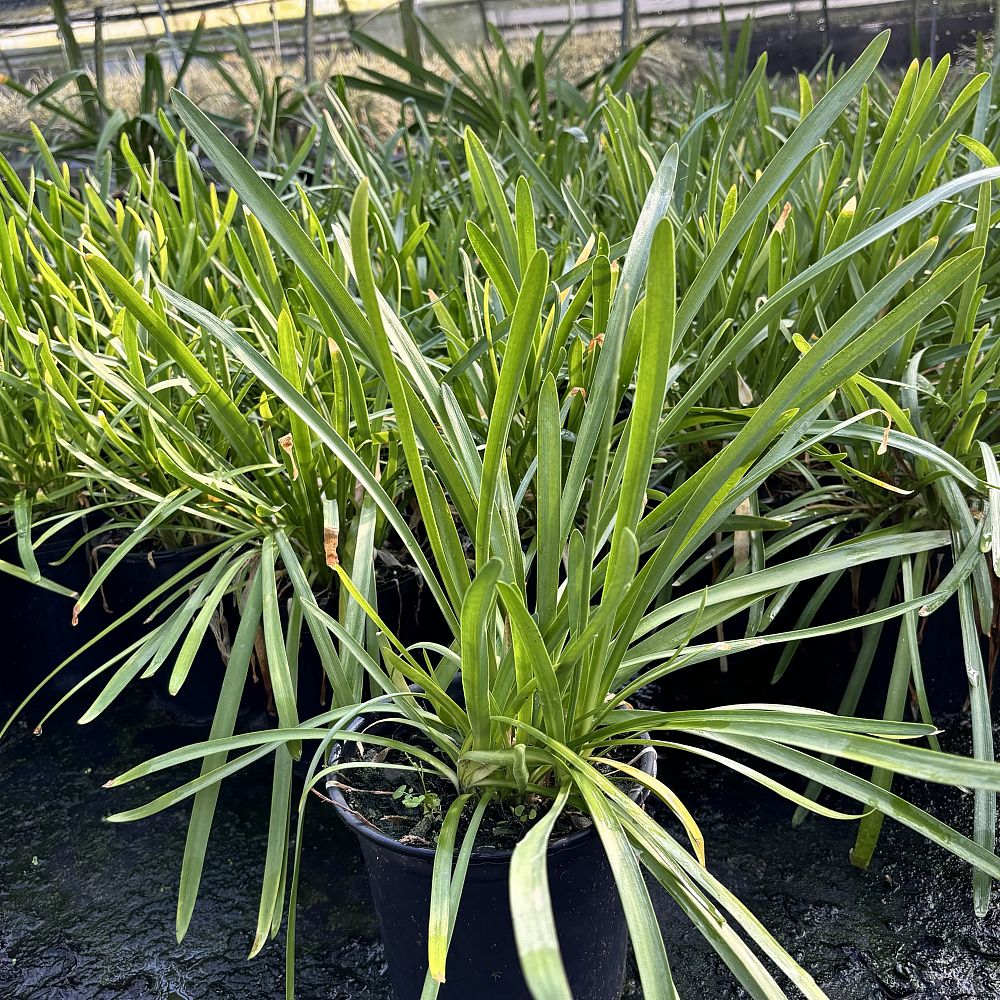 agapanthus-big-blue-lily-of-the-nile