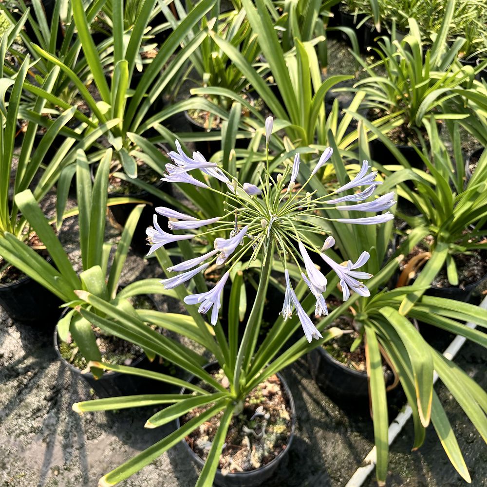 agapanthus-big-blue-lily-of-the-nile