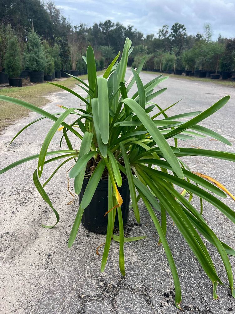 agapanthus-praecox-barley-blue-straight-a-trade-barley-blue-agapanthus