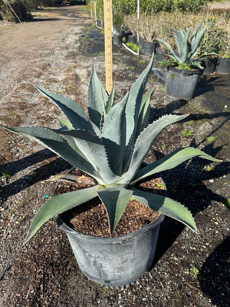 agave-americana-century-plant-yellow-agave-agave-amarillo