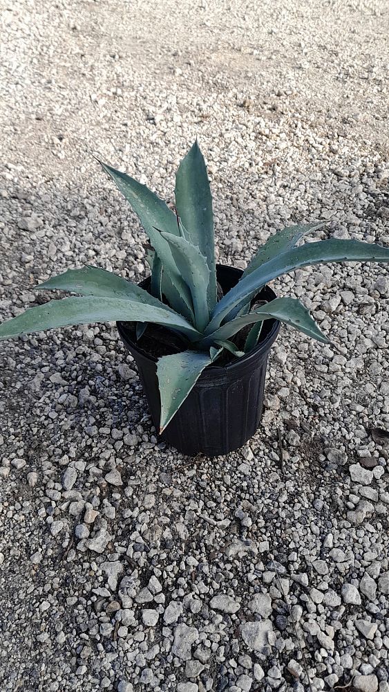 agave-americana-century-plant-yellow-agave-agave-amarillo