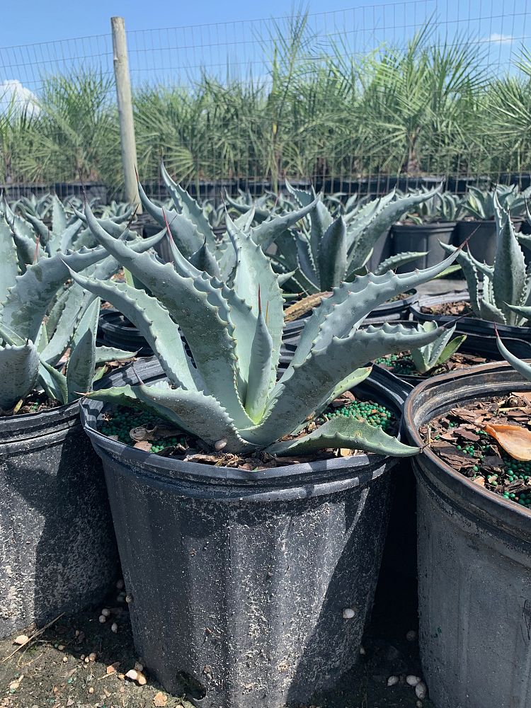 agave-americana-century-plant-yellow-agave-agave-amarillo