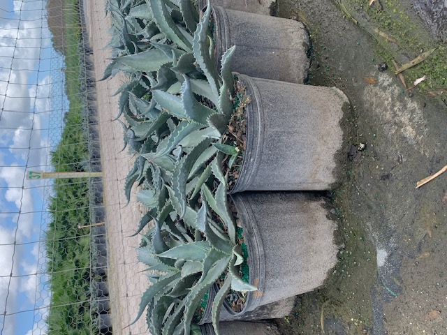 agave-americana-century-plant-yellow-agave-agave-amarillo